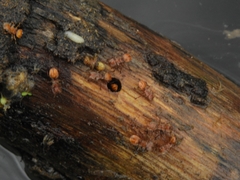 Cephalotes clypeatus