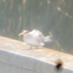 Sternula antillarum browni