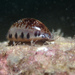 Little Arabian Cowrie - Photo (c) chicflor, some rights reserved (CC BY-NC), uploaded by chicflor