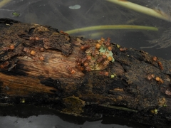 Cephalotes clypeatus