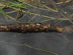 Cephalotes clypeatus