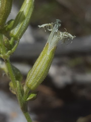 Silene oregana