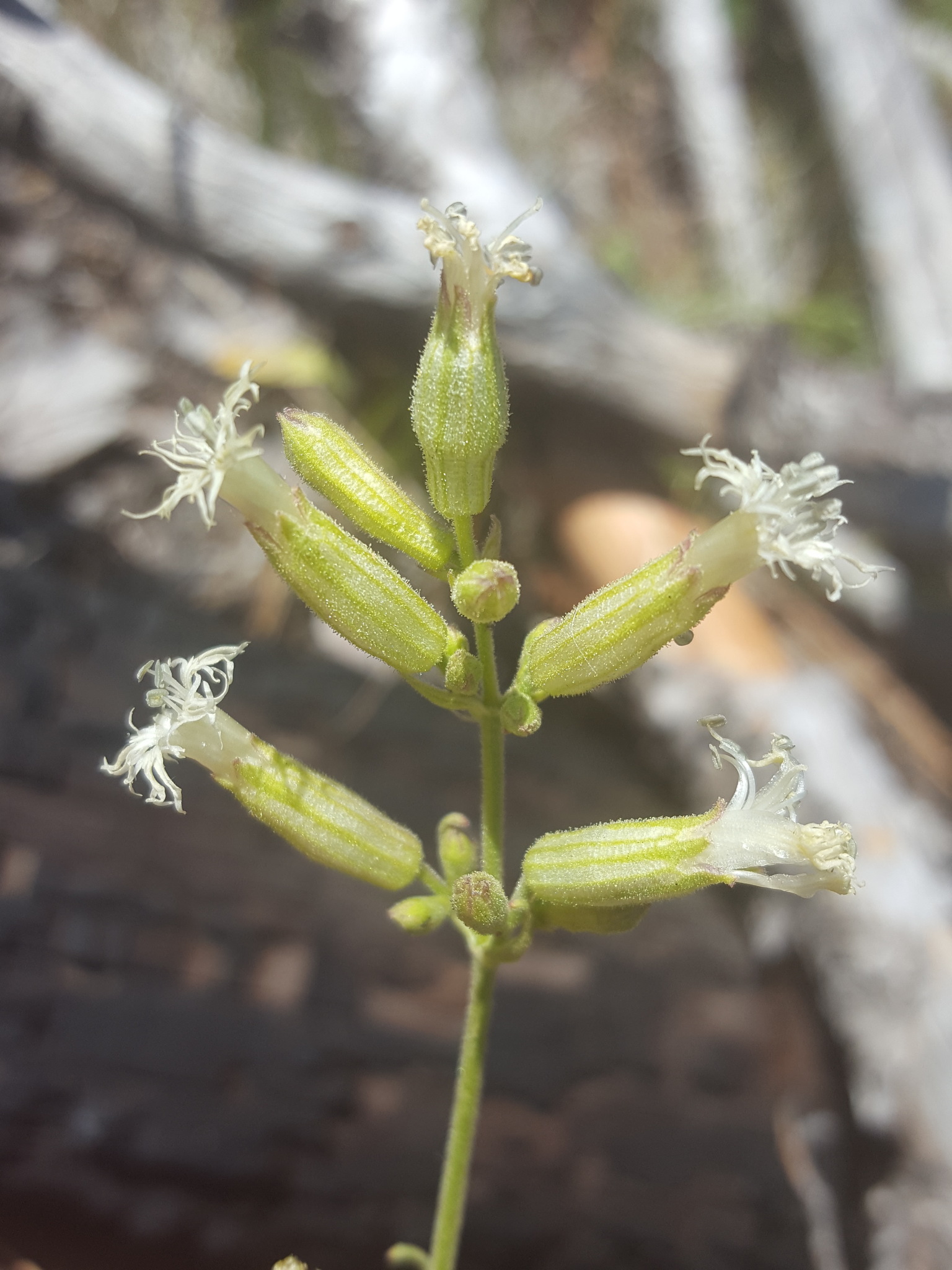 Silene oregana