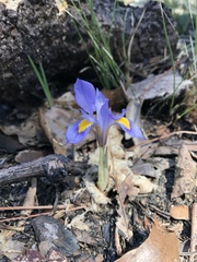 Iris verna