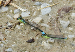 Enallagma antennatum
