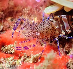 Periclimenes sagittifer