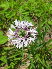 Marshallia legrandii