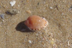 Semicassis zeylanica