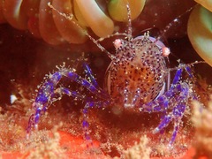 Periclimenes sagittifer