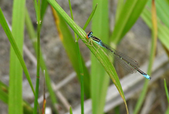 Enallagma antennatum
