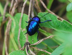 Chrysochus chinensis