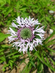 Marshallia legrandii