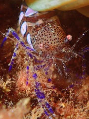 Periclimenes sagittifer