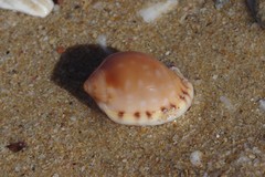 Semicassis zeylanica