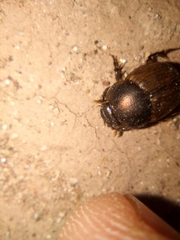 Onthophagini