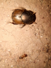 Onthophagini