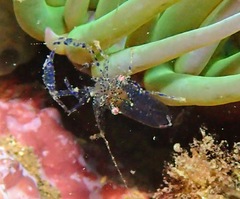 Periclimenes sagittifer