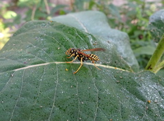 Polistes dominula