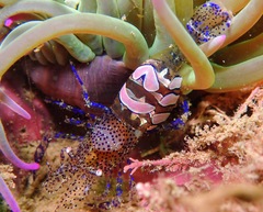 Periclimenes sagittifer