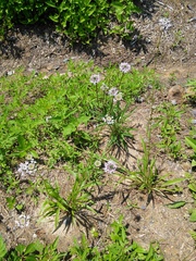 Marshallia legrandii