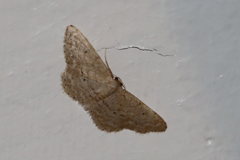 Idaea belemiata