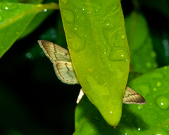 Blepharomastix ranalis