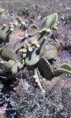 Opuntia leucotricha