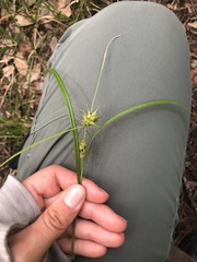 Carex intumescens