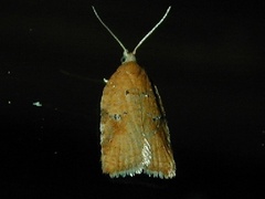 Acleris cervinana