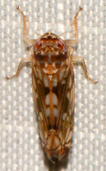 Scaphoideus titanus