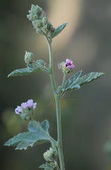 Althaea