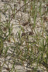 Cyperus brevis