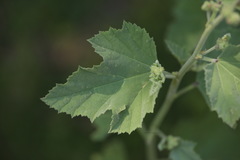 Althaea