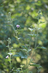 Althaea