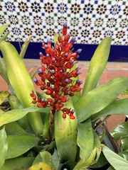 Aechmea fulgens