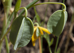 Calochortus amabilis