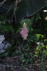 Veltheimia bracteata