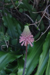 Veltheimia bracteata