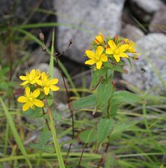 Hypericum erectum