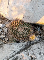 Mammillaria melanocentra melanocentra