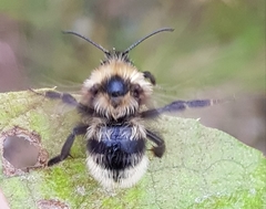Bombus campestris