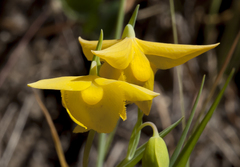 Calochortus amabilis