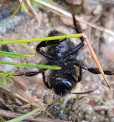 Bombus campestris
