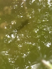 Pleurodelinae