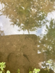 Pleurodelinae