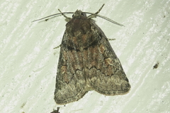 Cosmia praeacuta