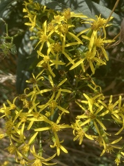 Senecio nemorensis