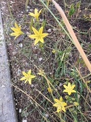 Triteleia ixioides ixioides