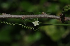 Zehneria scabra