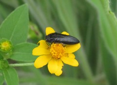 Acmaeodera impluviata